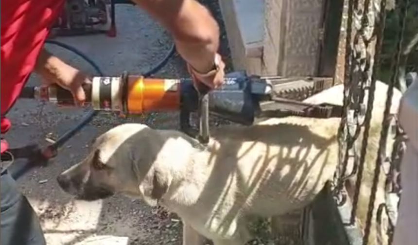 Demir kapıya sıkışan köpeği itfaiye kurtardı