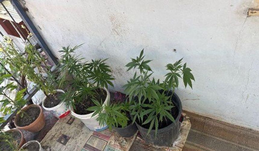 Evinde 21 kök hint keneviri ele geçirildi