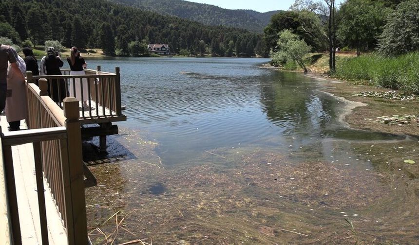 Gölcük Tabiat Parkı'nda balık ölümleri / Ek fotoğraflar