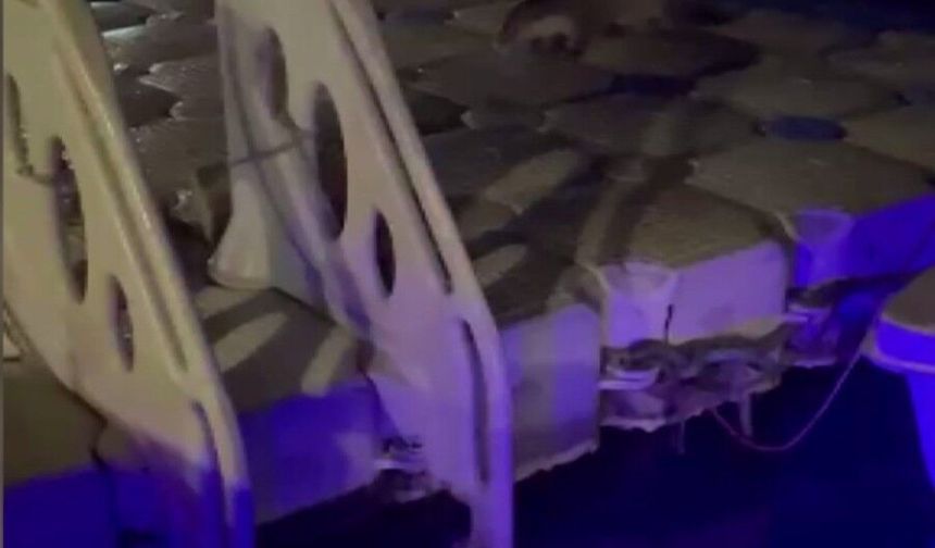 İskeleye çıkan su samurlarını balıkla beslediler