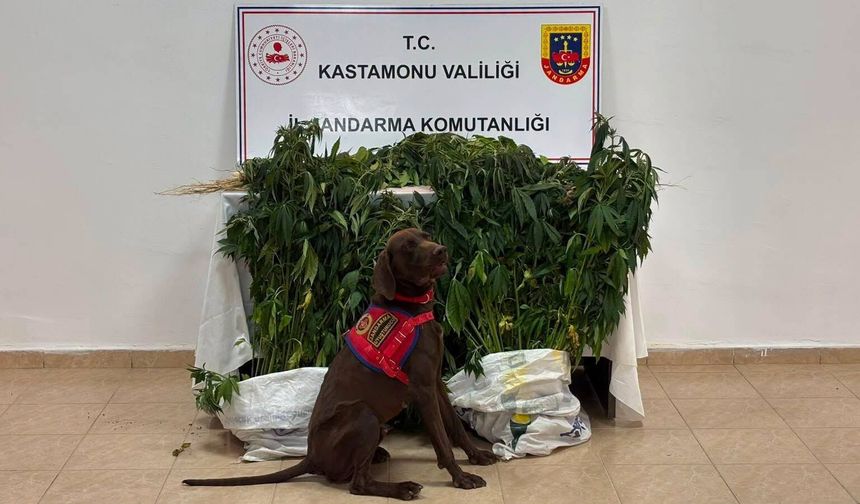 Kastamonu'da uyuşturucu operasyonları: 3 tutuklama