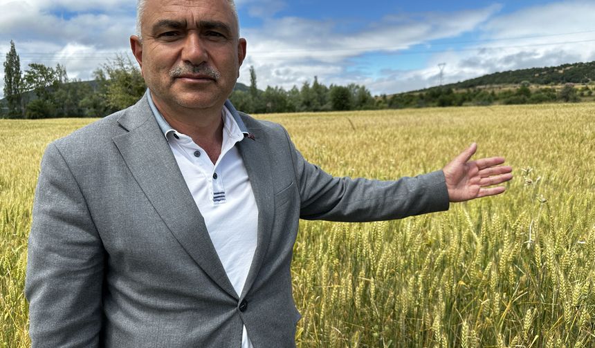 Tokat'ta belediyeden örnek proje: 4 buzağıyla başladı, 30 damızlık boğaya ulaştı