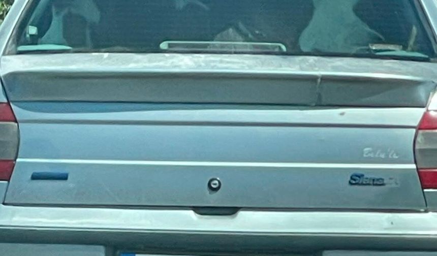 Buzağıyı otomobilin arka koltuğunda taşıdılar