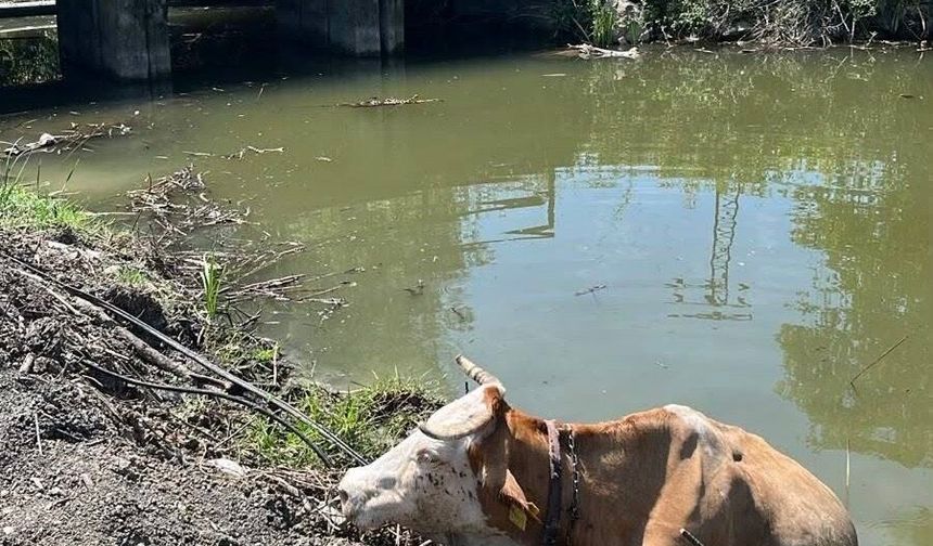 Çamura saplanan inek, iş makinesiyle kurtarıldı