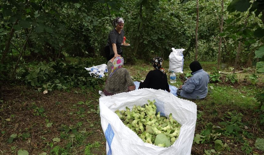 Karadeniz'de horonlu türkülü fındık hasadı