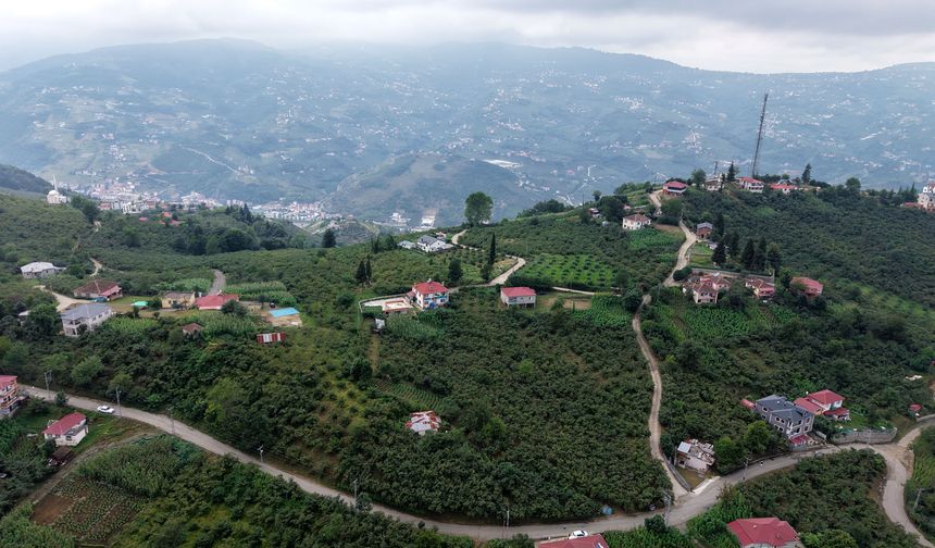 Karadeniz'de horonlu türkülü fındık hasadı/Ek fotoğraflar