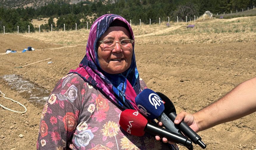Kilosu 650 bin TL'den satılan safran toprakla buluştu