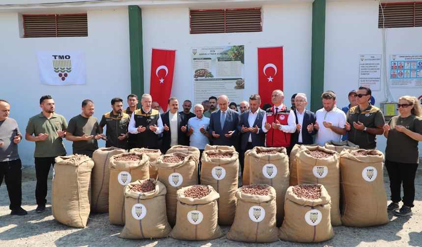 Ordu TMO'da fındık alımı başladı