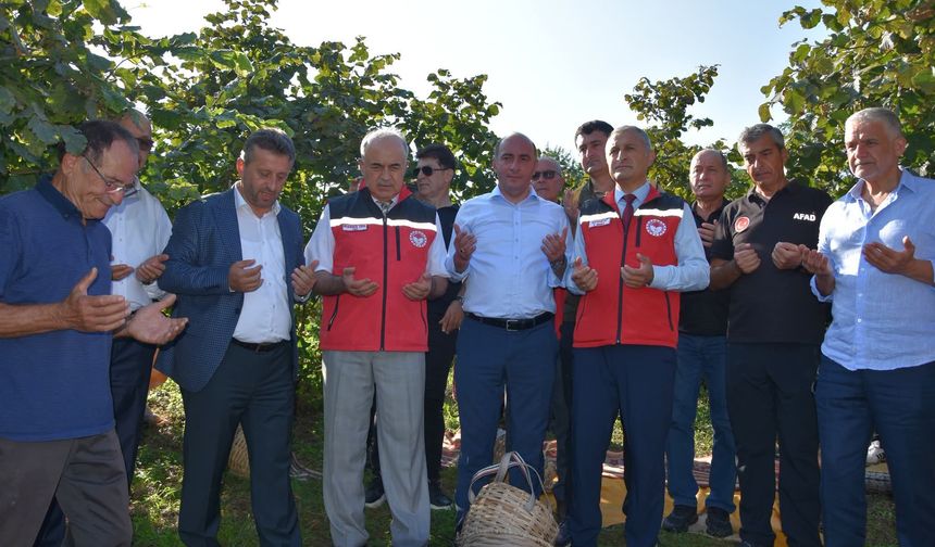 Ordu'da fındık hasat sezonu başladı