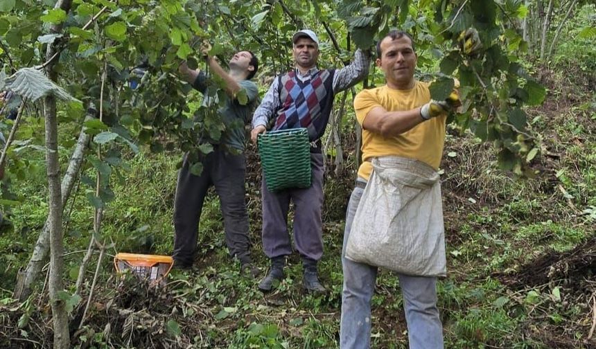 Ordu'da hayır için bağışlanan 1 ton fındık imece usulü toplandı