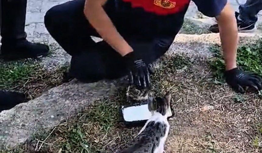 Rögara düşen kedi itfaiye ekibi tarafından kurtarıldı