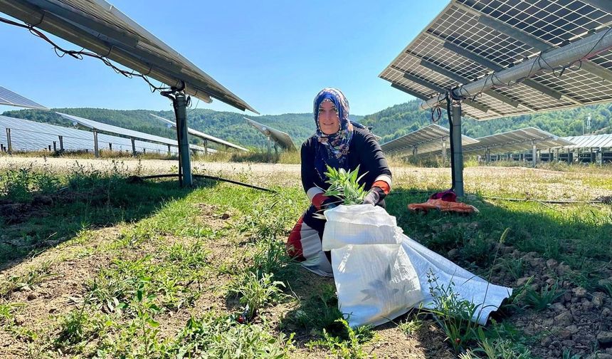 Samsun GES'te agrivoltaik tarımda hasat zamanı