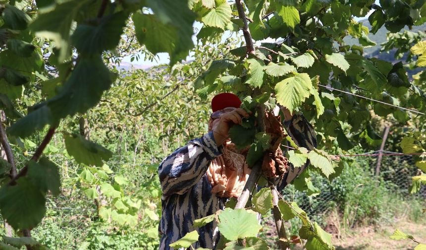 Samsun'da fındık hasadı başladı