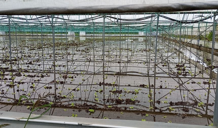 Samsun'da sağanak sonrası tarım arazileri su altında kaldı
