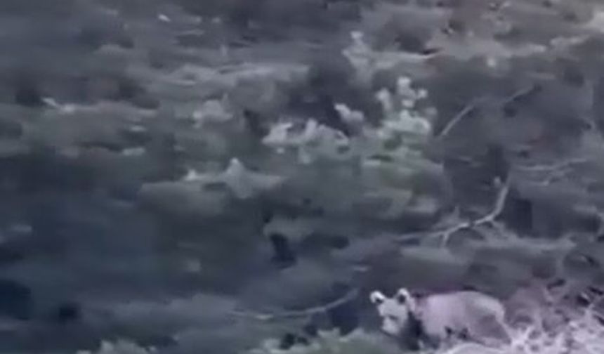 Tokat'ta çoban, karşılaştığı yavru ayıyı görüntüledi