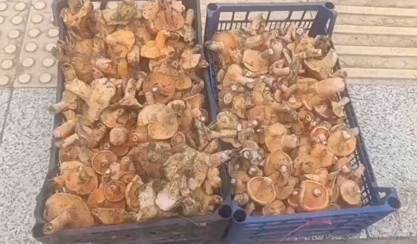 Dağlardan saatlerce yürüyerek toplanan mantarlar, pazarda kilosu 250 TL'ye satılıyor