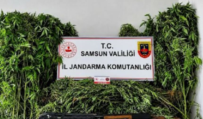 Evin bahçesinde 756 kök kenevir bitkisi ele geçirildi, 2 kuzen gözaltına alındı