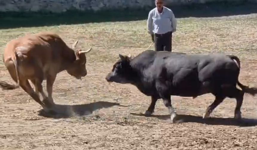 Güreşten kaçan boğa, demir kapıdaki boşluktan arenanın dışına atladı