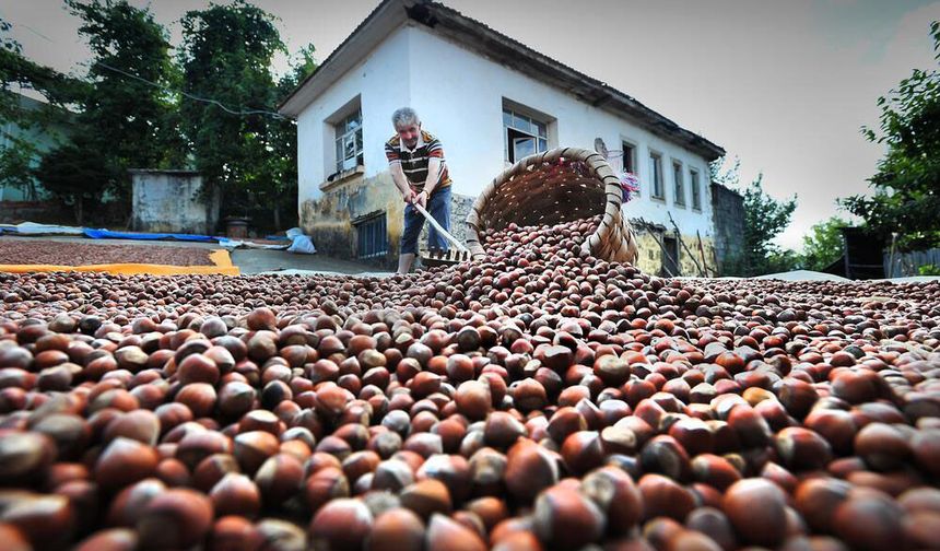 Kokarcaya 'panzehir etkisi'; fındıkta zarar sıfıra yaklaştı/ Ek fotoğraflar
