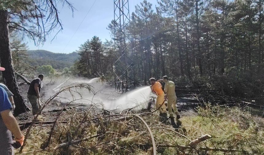 Yüksek gerilim hattında akıma kapılan kuş, orman yangınına neden oldu