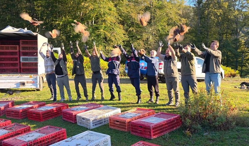 Zonguldak'ta jandarma ve DKMP ekipleri onlarca sülün saldı
