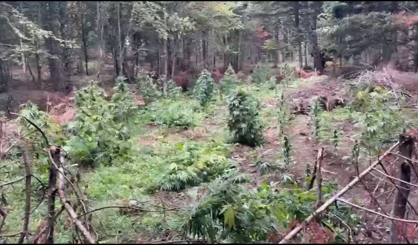 288 kök kenevir ele geçirildi: 1 tutuklama