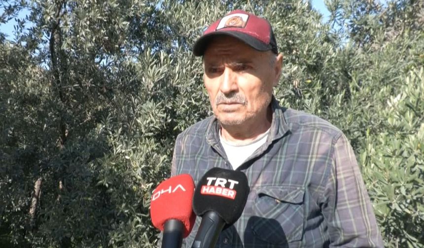 Artvin'in ödüllü 'Butko' zeytininde hasat başladı