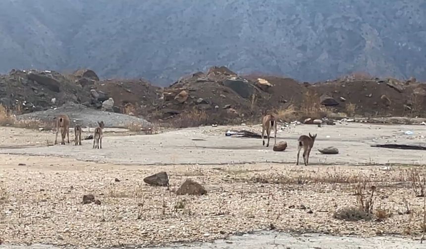 Dağ keçileri yol kenarında görüntülendi