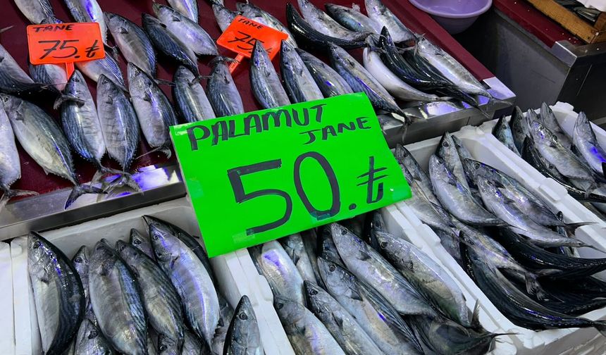İnebolu'da palamudun tanesi 40 liraya kadar düştü