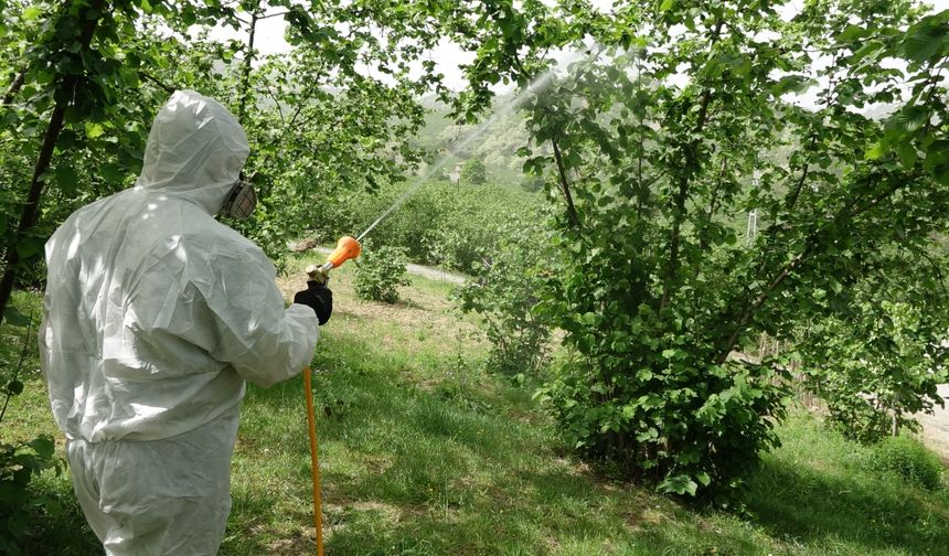 Karadeniz'de istilacı böcek kabusuna 'siber' kalkan