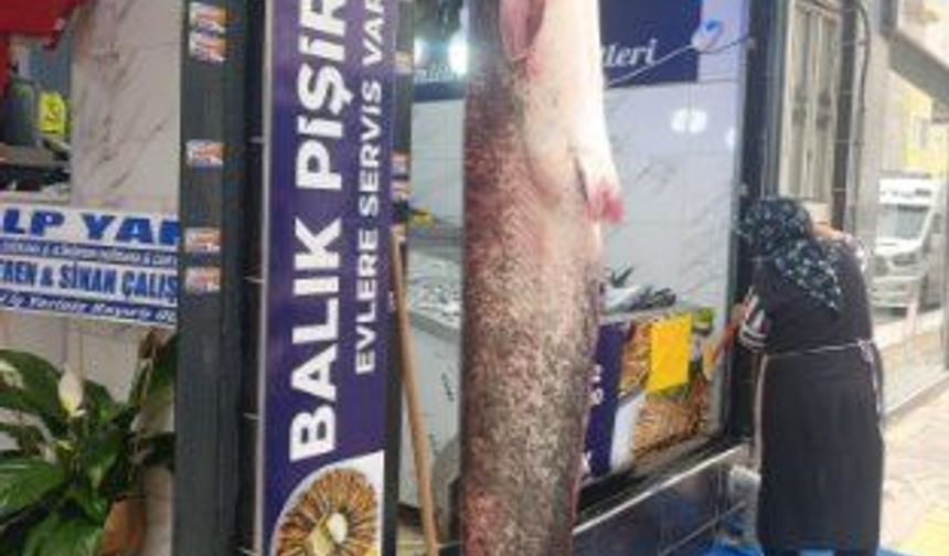 Kızılırmak'ta 1 metre 80 santim yayın balığı oltaya takıldı