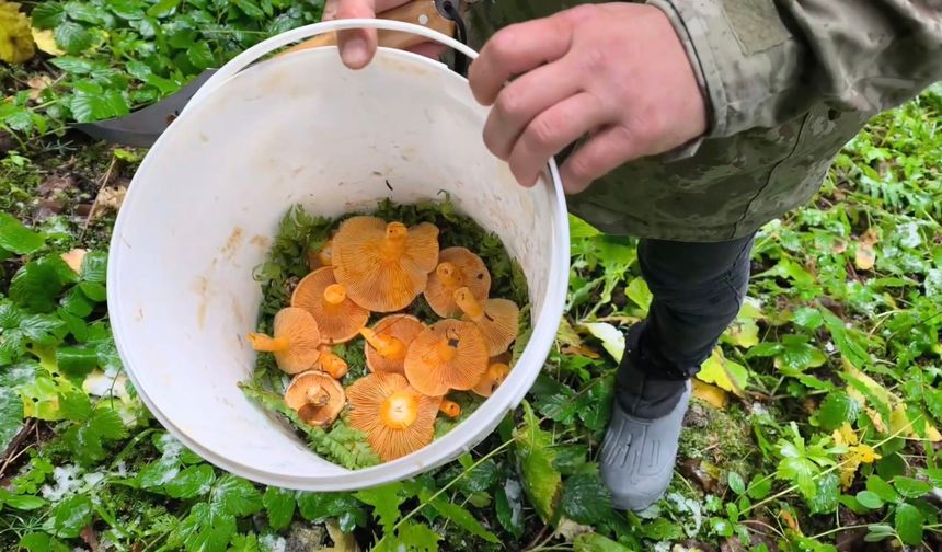 Mantar toplamak için ormana gidenlere kar sürprizi