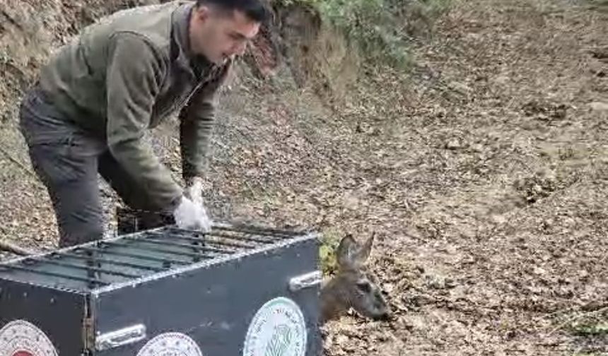 Otomobilin çarptığı karaca, tedavisi sonrası doğaya bırakıldı