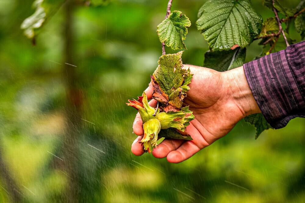 Doğu Karadeniz'den ilk 4 ayda 678 milyon dolarlık ihracat