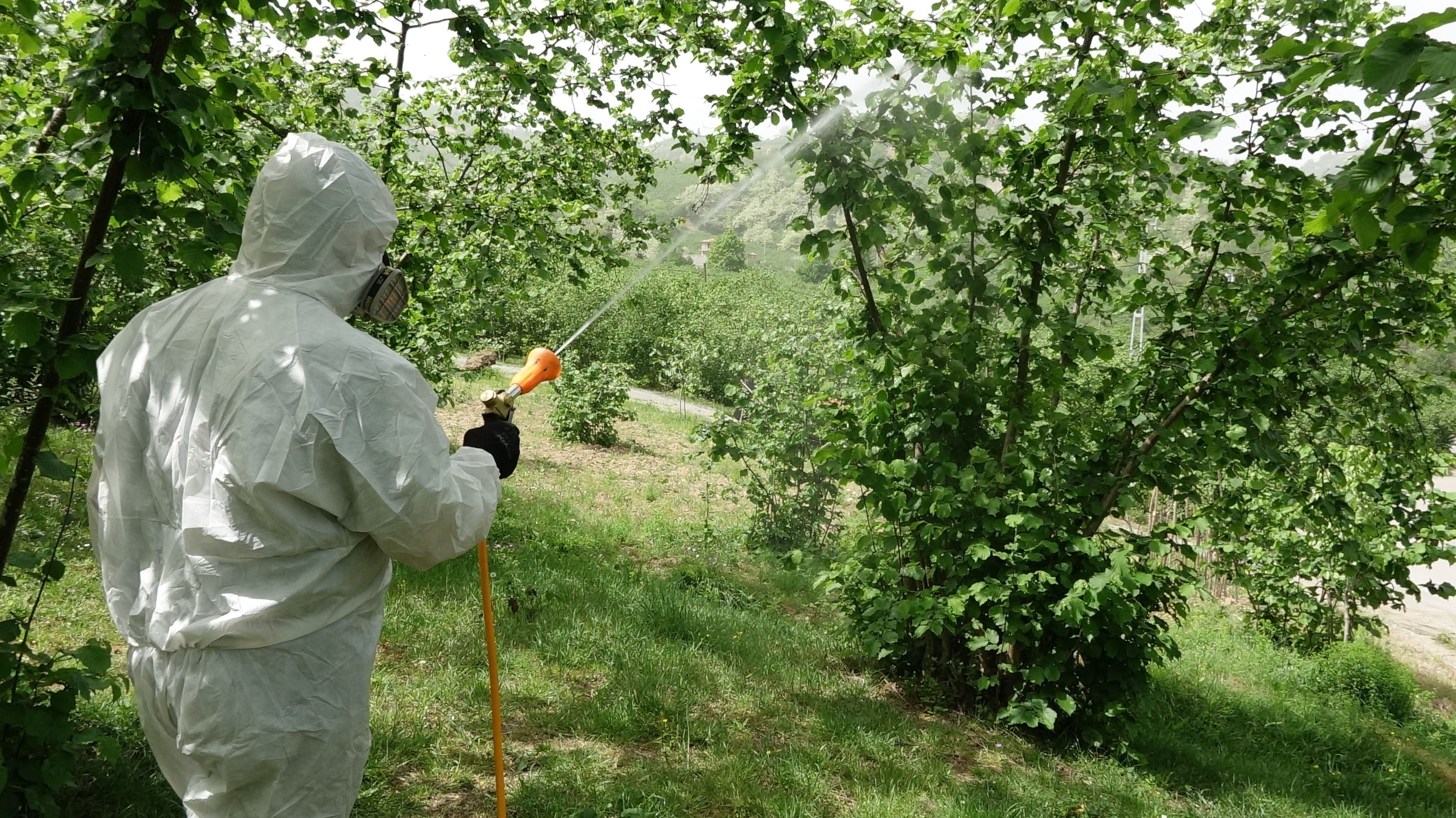Karadeniz'de istilacı böcek kabusuna 'siber' kalkan